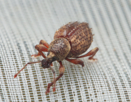 Otiorhynchus carinatopunctatus