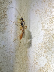 Ctenopelmatinae