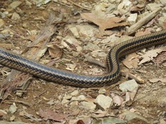 Elaphe quadrivirgata