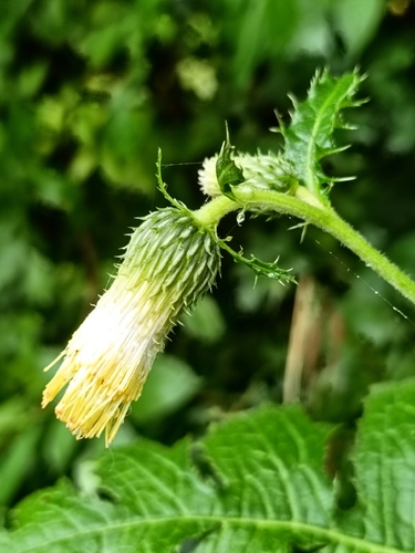 Yellow Thistle