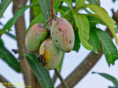 Protaetia orientalis sakaii