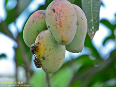 Protaetia orientalis sakaii
