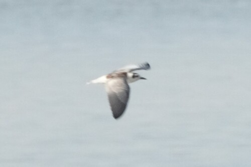 iNaturalist image