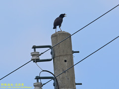 Acridotheres cristatellus formosanus