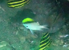 Chromis nitida