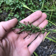 Platanthera blephariglottis