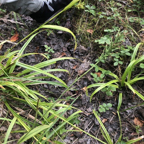 Platanthera blephariglottis, photograph 1