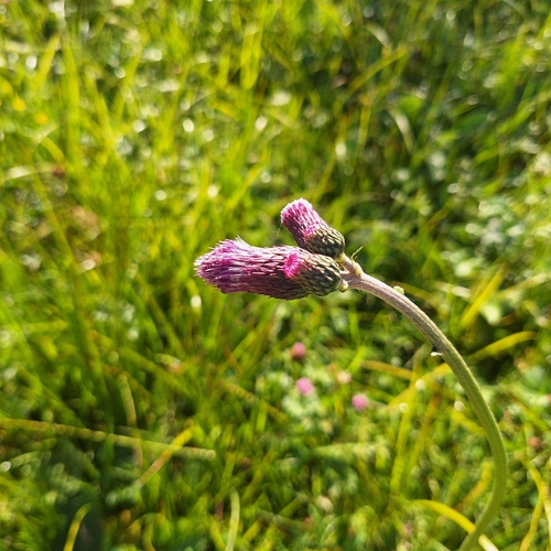 Cirsium rivulare, photograph 6