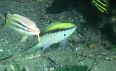 Chromis nitida