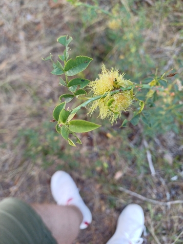 Mossy Rose Gall Wasp