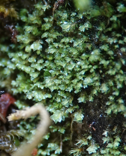 Scapania umbrosa, 2026-08-29
