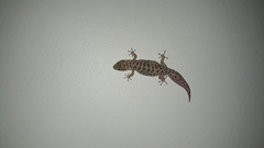 Pachydactylus capensis