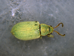 Phyllobius virideaeris