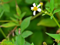 Eristalinus arvorum