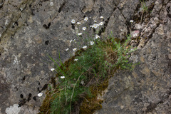 Achillea barrelieri mucronulata