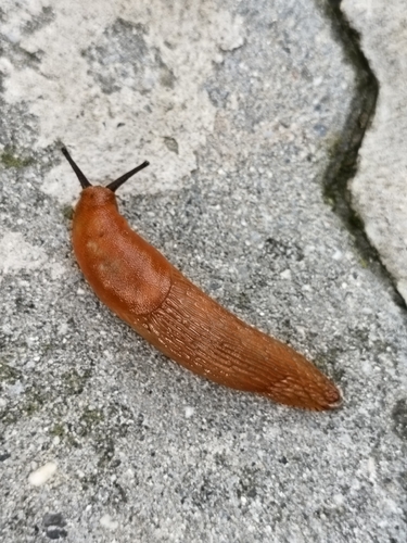 Spanish Slug