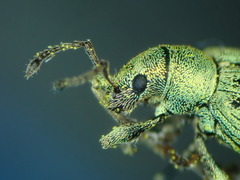Phyllobius virideaeris