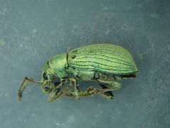 Phyllobius virideaeris