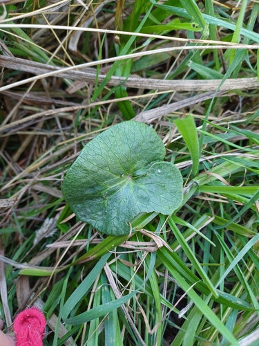 lesser celandine