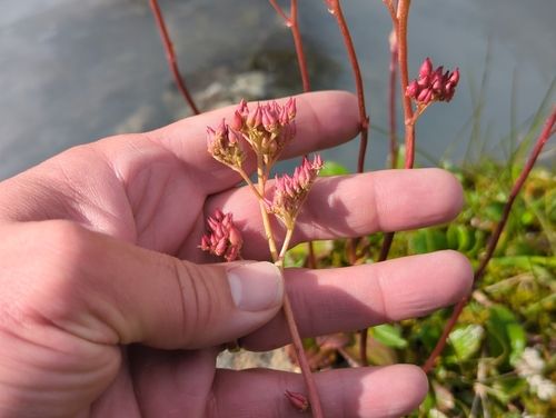 Leptarrhena pyrolifolia, photograph 3