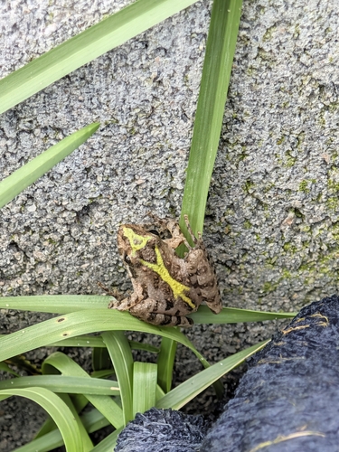 Southern Cricket Frog