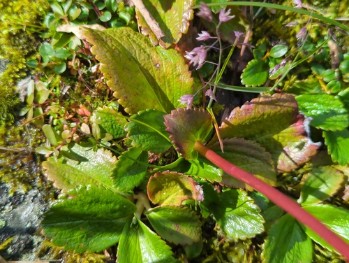 Leptarrhena pyrolifolia, photograph 4