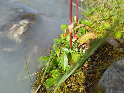 Leptarrhena pyrolifolia, photograph 6