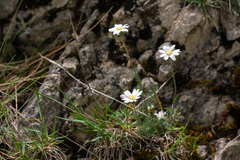 Achillea barrelieri mucronulata