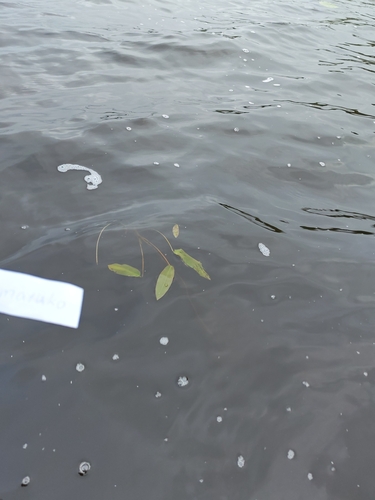 floating-leaved pondweed