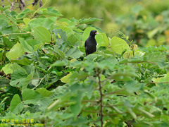 Acridotheres cristatellus formosanus