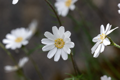 Achillea barrelieri mucronulata