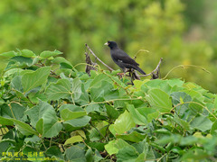 Acridotheres cristatellus formosanus