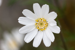 Achillea barrelieri mucronulata