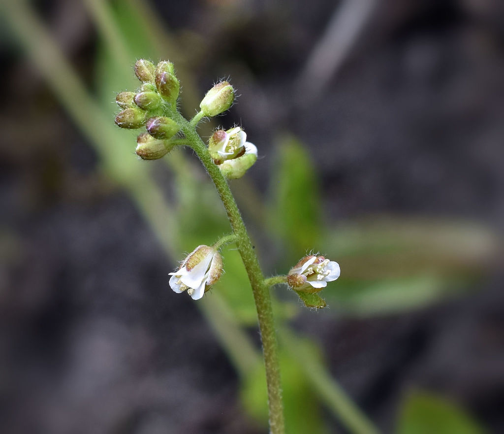 Short's Rockcress