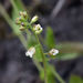 Short's Rockcress - Photo (c) davecz2, some rights reserved (CC BY-NC), uploaded by davecz2