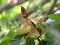 Magnolia obovata