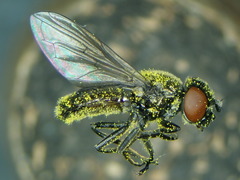 Lejogaster metallina