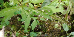 Lysimachia decurrens