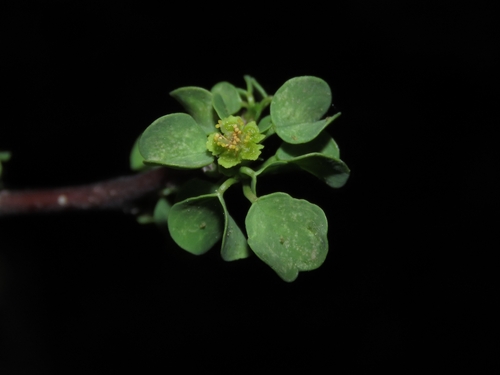 Euphorbia californica, photograph 1