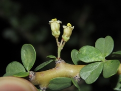 Jatropha cuneata, photograph (c) Abraham Sánchez Romero, some rights reserved (CC BY)