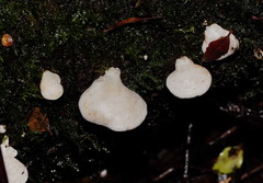 Gloeoporus phlebophorus