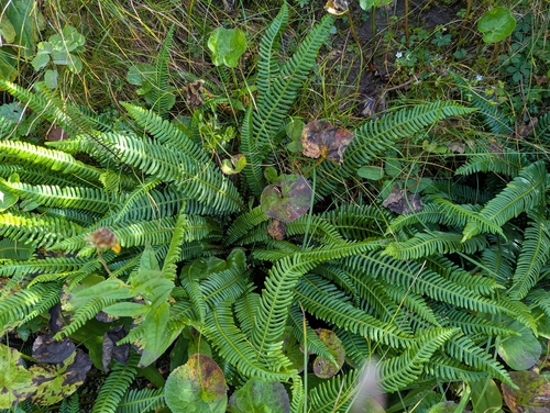 deer fern