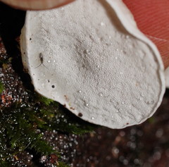 Gloeoporus phlebophorus
