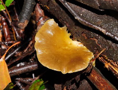 Pleurotus purpureo-olivaceus