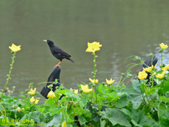 Acridotheres cristatellus formosanus