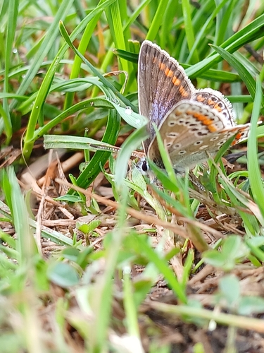 Common Blue