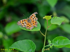 Polygonia c-aureum lunulata