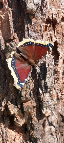 Mourning Cloak