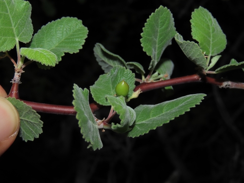 Bursera hindsiana, 2026-08-29