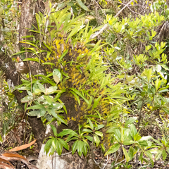 Coelogyne trinervis